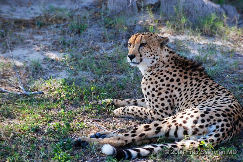 20090615_132719 D3 X1.jpg - This cheetah appeared to not mind being watched